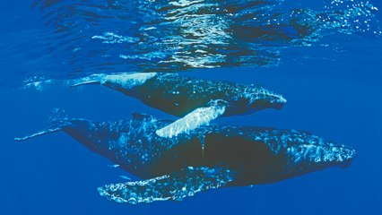 Earth - La nostra terra (Trailer HD)