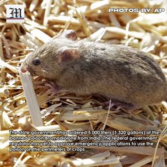 Plague of ravenous, destructive mice tormenting Australians