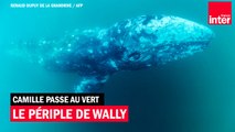 Le périple de Wally, baleineau du Pacifique nord perdu en Méditerranée - Camille Passe au Vert