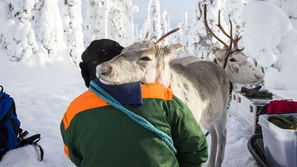 Ailo - Un'avventura tra i ghiacci (Trailer HD)