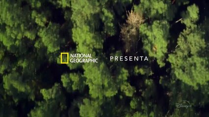 Vita da scimpanzè (Trailer HD)