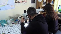 KAYSERİ - Piri Reis'in ismi Türk bilim insanı tarafından Antarktika'da keşfedilen liken türünde yaşatılacak