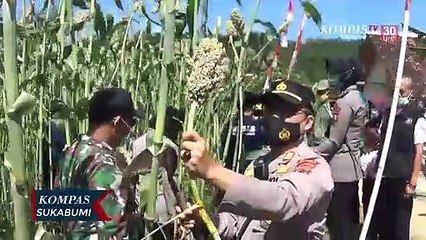 Jaga Ketahanan Pangan dengan Memanen Sorgum