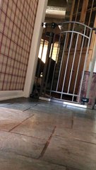 Puppy Dog Opens Pet Gate With Ease