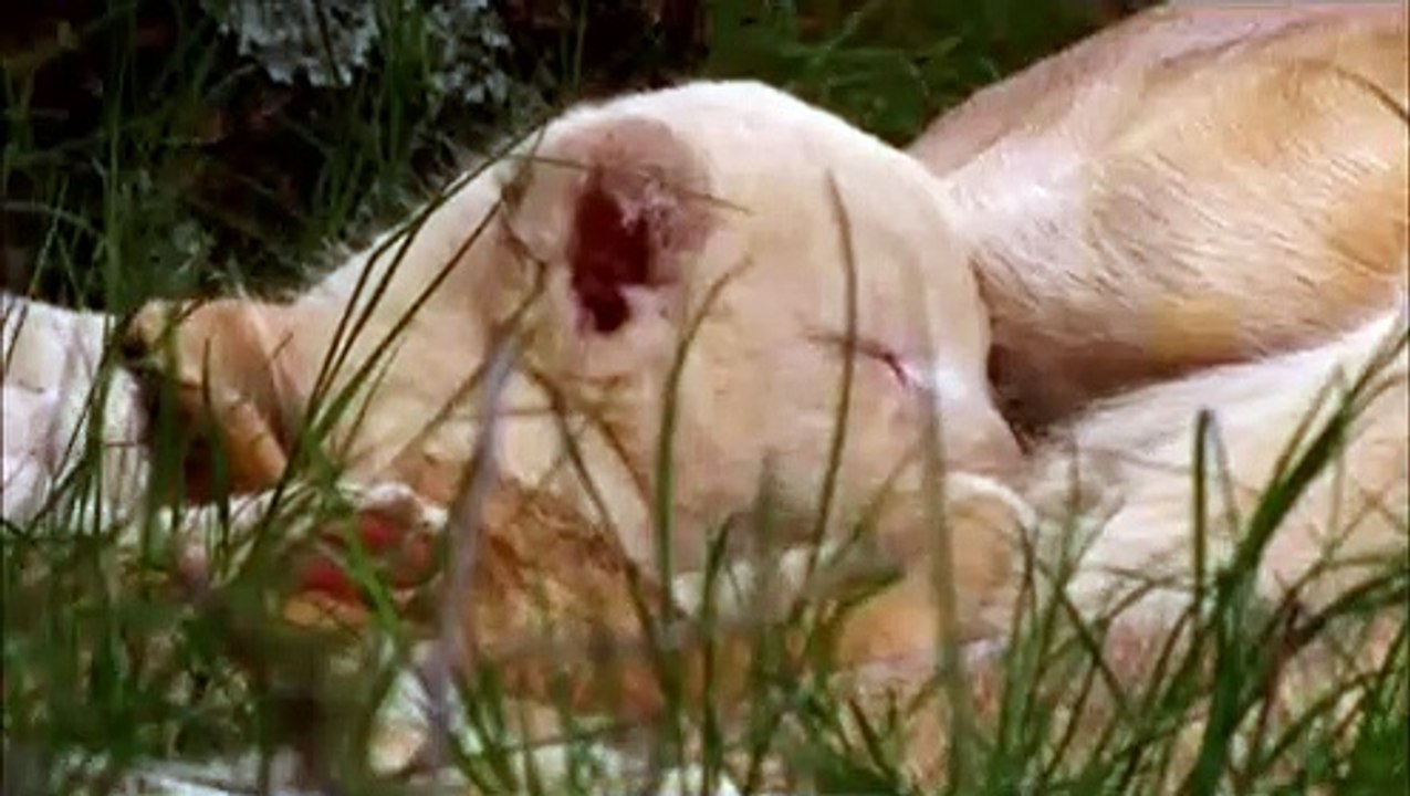 White Lion (Trailer HD)