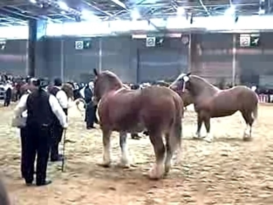 Chevaux bretons