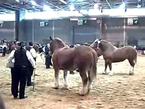 Chevaux bretons