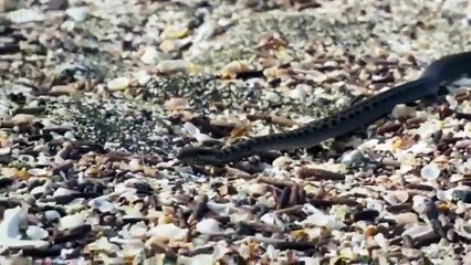 Yılan mahallesinden sağ çıkan yürek yemiş iguana!