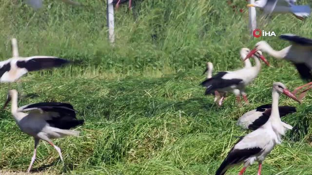 3 yılda 10 bin 985 kilometre kat etti... Almanların uydudan izlediği Leylek Klippi Bursa'da görüntülendi
