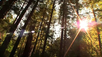 Willow Creek (Trailer HD)