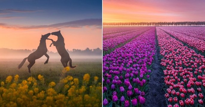 Un photographe capture la beauté du printemps aux Pays-Bas à travers des clichés exceptionnels