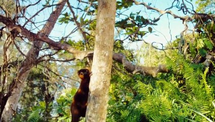 Island of lemurs: Madagascar (Trailer HD)