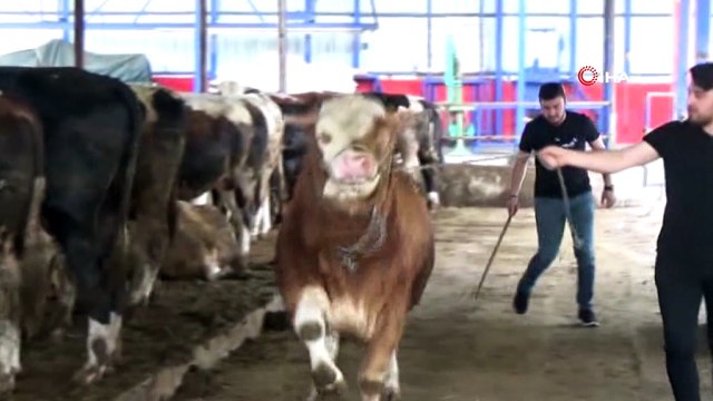 Kurban Bayramı öncesi piyasalarda kurban hareketliliği yaşanıyor