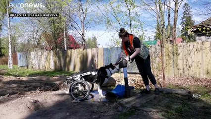 Дом и лечение для больных собак