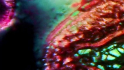 Björk: Biophilia Live (Trailer HD)