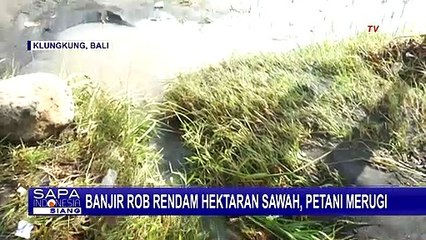 Rob Hancurkan Hektaran Padi di Klungkung, Para Petani Merugi