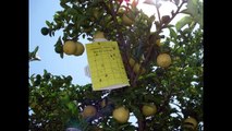 Southern California travelers warned not to transport backyard citrus