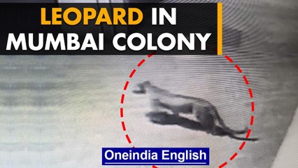 Mumbai: Leopard spotted in housing society; strays in from nearby Aarey forest area | Oneindia News