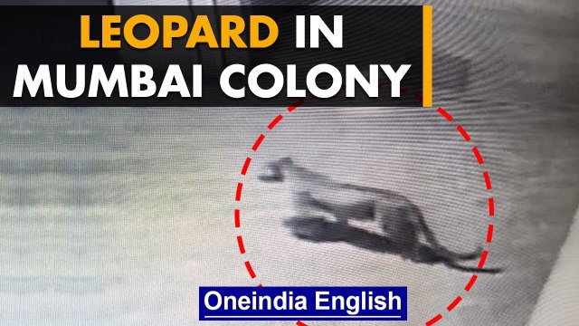 Mumbai: Leopard spotted in housing society; strays in from nearby Aarey forest area | Oneindia News