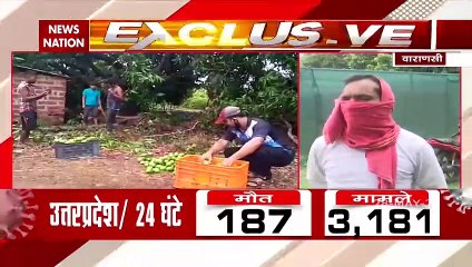Uttar Pradesh: वाराणसी में बर्बाद हो गई लंगड़े आम की फसल, देखें रिपोर्ट