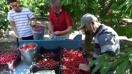 Turfanda kiraz tarlada 9 lira, markette 20 lira