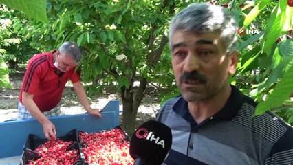 Turfanda kiraz tarlada 9 lira, markette 20 lira
