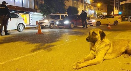 SOKAK KÖPEĞİ, HER GÜN KISITLAMA SAATİNDE UYGULAMA YAPAN POLİSLERİN YANINA GELİYOR