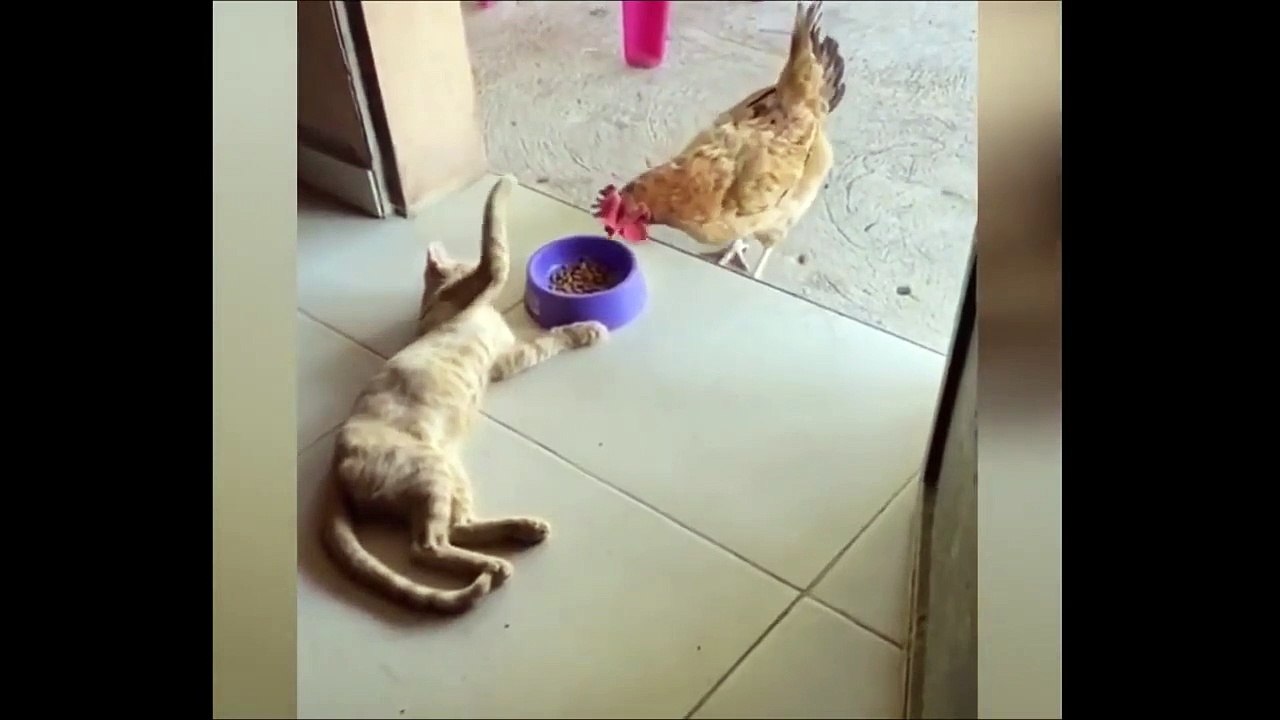 FUNNIEST ANIMALS  Funny Animal Videos Compilation