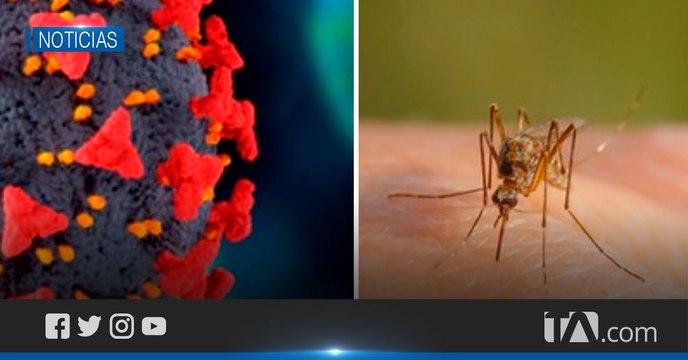 Varios casos de coronadengue llegan a hospitales del Ecuador