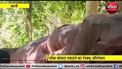 KATNI: ब्लैक कोबरा पकड़ने का रेस्क्यू ऑपरेशन