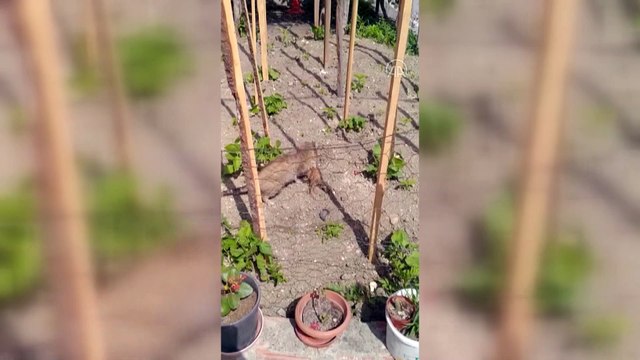 TRABZON - Boruya sıkışan yavru kediyi itfaiye ekipleri kurtardı