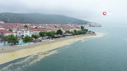 Gemlik Körfezi'ndeki salya istilası etkisini devam ettiriyor