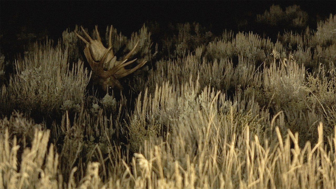 Becoming Animal (Trailer HD)