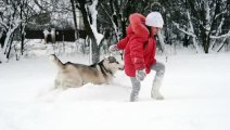 Young girl playing with Siberian husky malamute dog on the snow outdoors in winter 2021