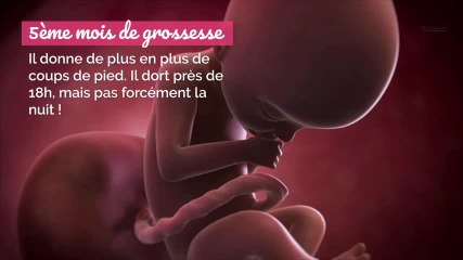 L’évolution du foetus mois par mois