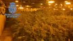 Desmantelada una enorme plantación de marihuana en Córdoba con 1.300 plantas y 471 kilos de droga