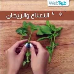 هكذا تزرع بعض الخضروات بسهولة في منزلك