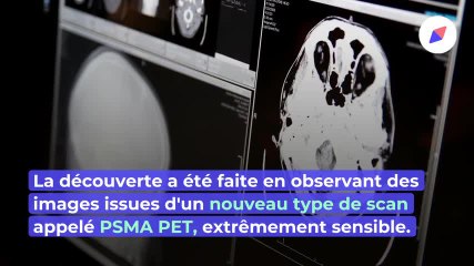 Un nouvel organe du corps humain a-t-il été découvert