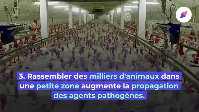 L'élevage industriel, véritable boîte de Pétri pour les pandémies