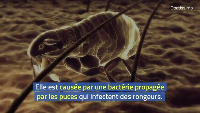 Un cas de peste bubonique en Mongolie intérieure confirmé par des responsables chinois