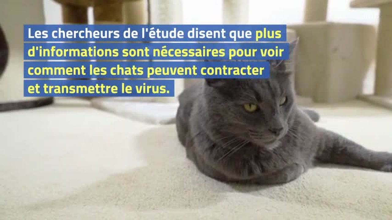Les chats peuvent propager le coronavirus entre eux