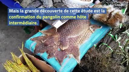 Coronavirus : le pangolin serait bien l'hôte intermédiaire entre la chauve-souris et l'Homme