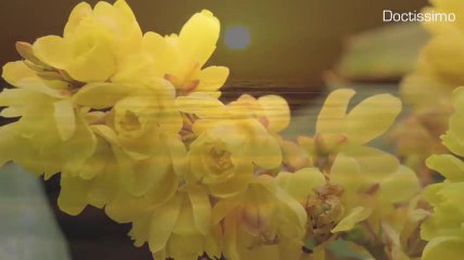 Méditation sur la gratitude