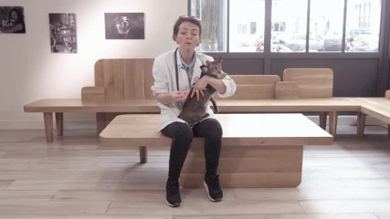 Comment bien nourrir un chat adulte