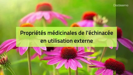 Phytothérapie - Échinacée