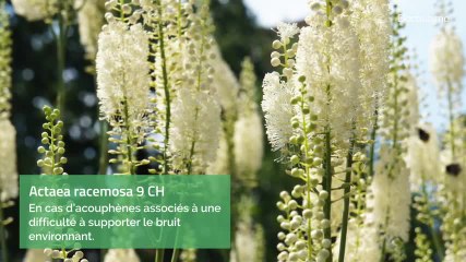 Homéopathie - Acouphènes