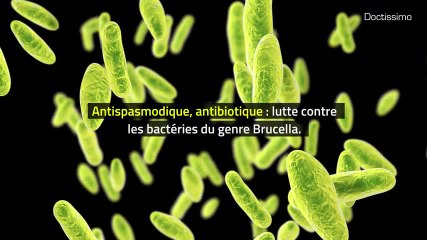 Phytothérapie - Piloselle