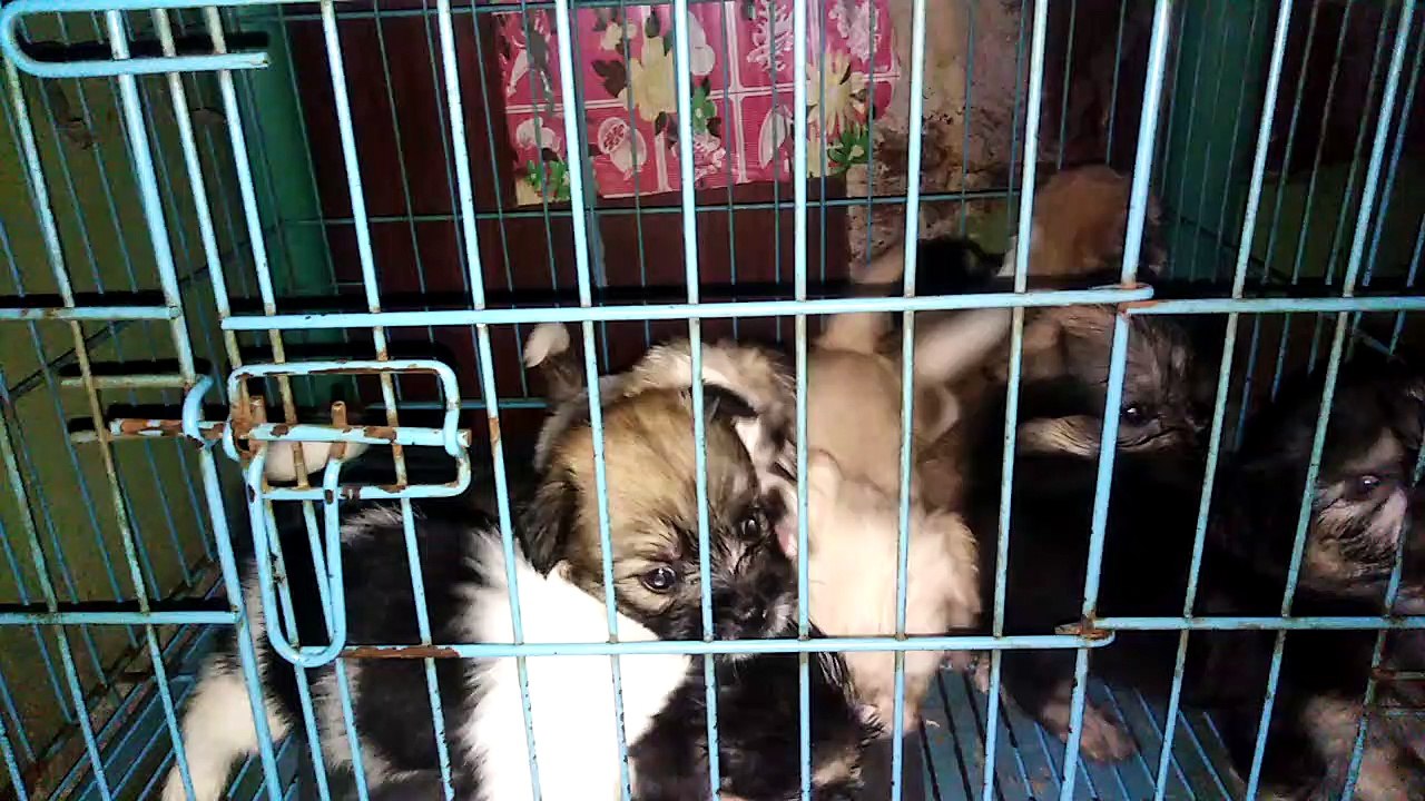 Cage Muna Kayo Mga Puppies...