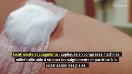 Phytothérapie - Achillée millefeuille