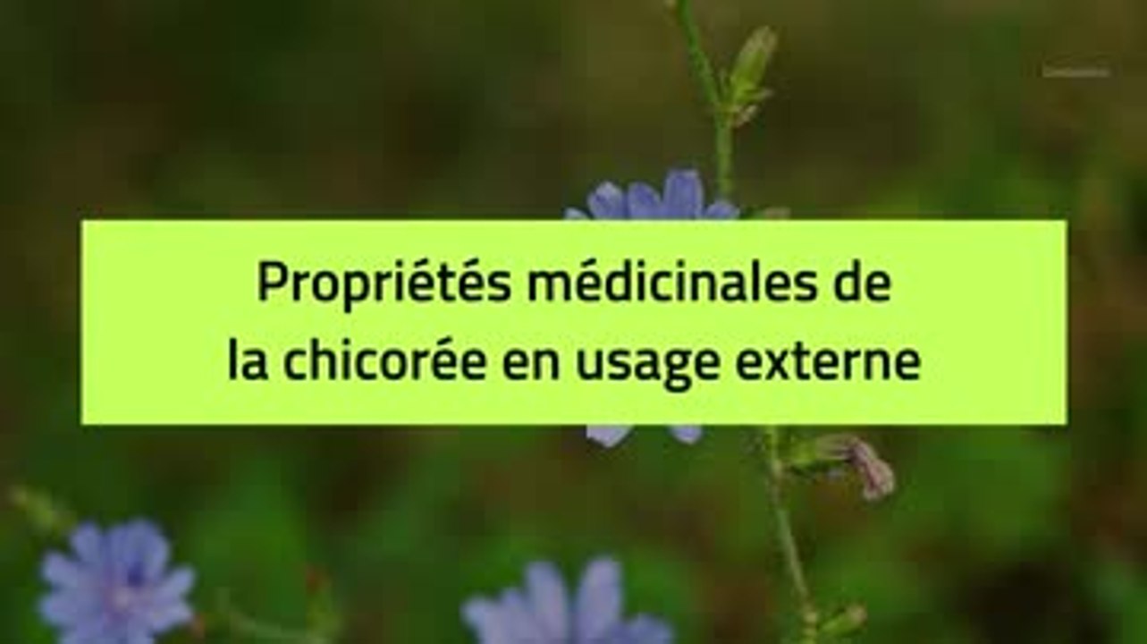 Phytothérapie - Chicorée